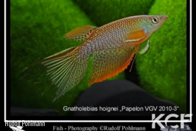 Gnatholebias hoignei Papelon VGV 10-03 male adulte 
