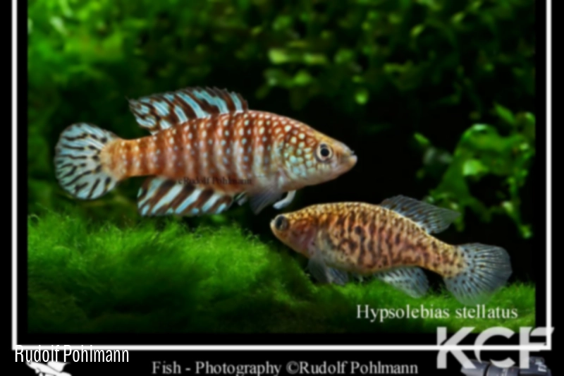 Hypsolebias stellatus  couple adulte 