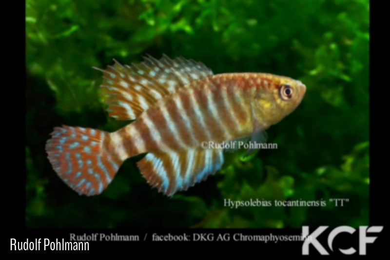 Hypsolebias tocantinensis Rio Tocantins basin TT male adulte 