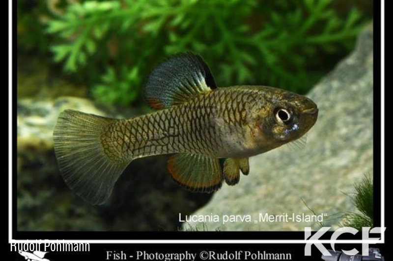 Lucania parva Merrit Island male adulte 