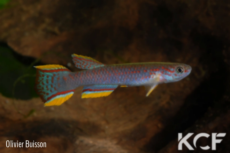 Aphyosemion aff. ahli Makouré II ABL 08-198 male adulte 