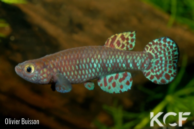 Aphyosemion bamilekorum Bafounda CLL 03-13 male adulte 