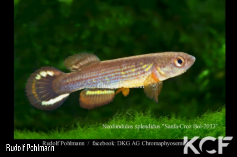 Neofundulus splendidus Santa Cruz Bol 2013 male adulte 
