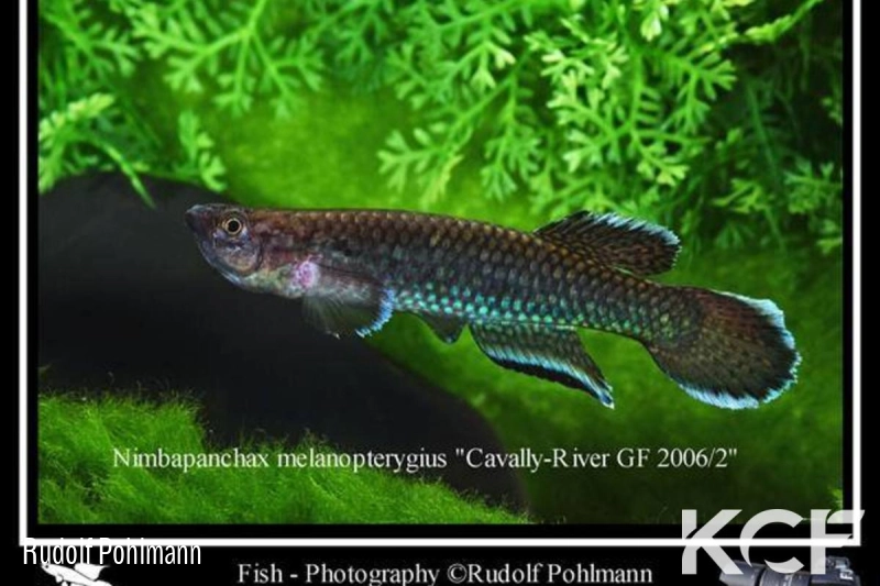 Nimbapanchax melanopterygius Cavally River GF 06-02 male adulte 