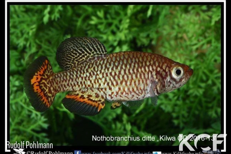 Nothobranchius ditte Kilwa CD 16-13 male adulte 