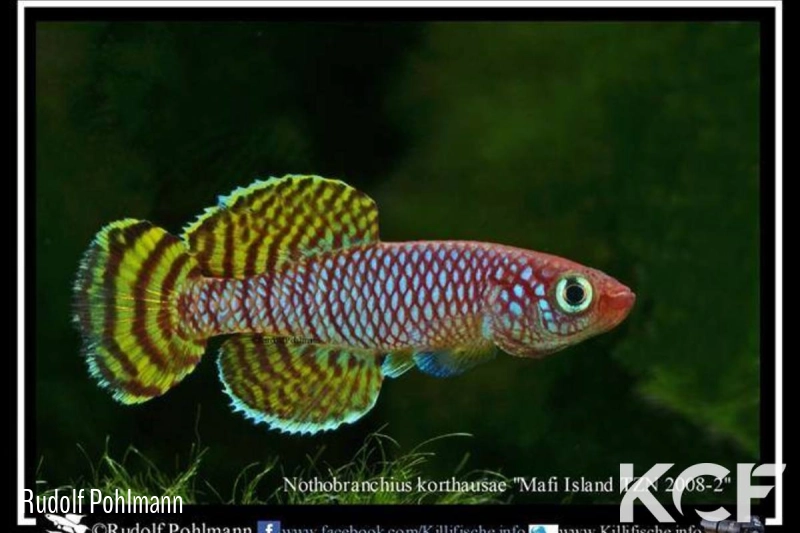 Nothobranchius korthausae Mafia Island TZN 08-02 Yellow male adulte 
