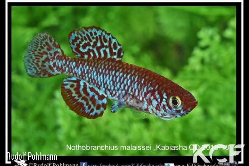 Nothobranchius malaissei Kabiasha CD 16-18 male adulte 