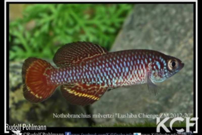 Nothobranchius milvertzi Lushiba Chienge ZM 12-20 male adulte 