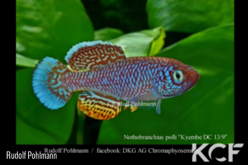 Nothobranchius polli Kyembe CD 13-09 male adulte 
