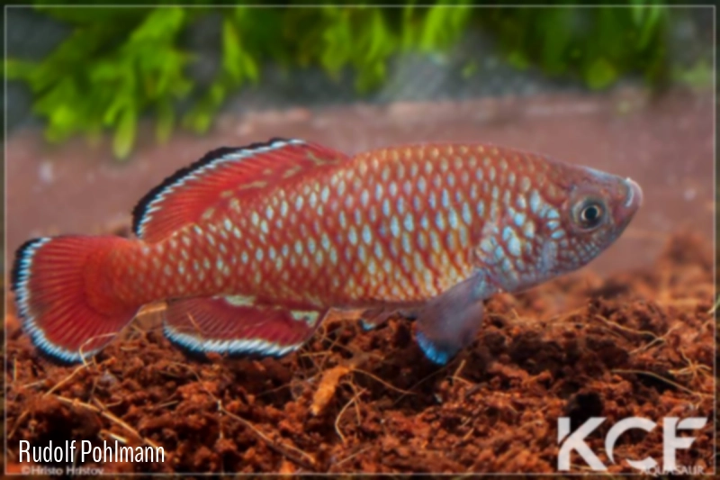 Nothobranchius rubroreticulatus Zakouma National Park TD 05-01 male adulte 