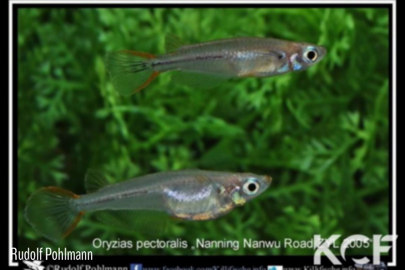 Oryzias pectoralis Nanning Nanwu Road ZYL 2005 couple adulte 