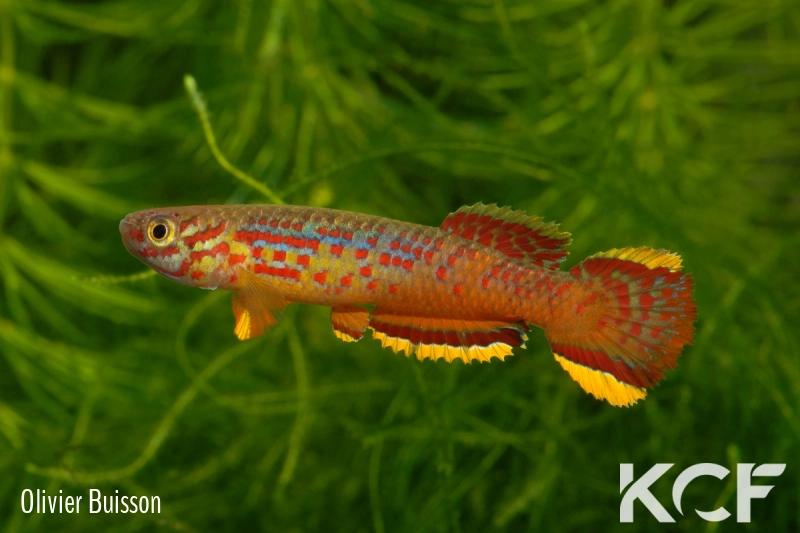 Aphyosemion celiae celiae Makanje Plantation ABK 07-146 male adulte 