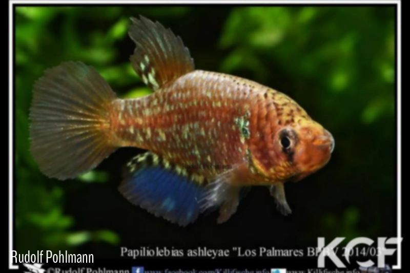 Papiliolebias ashleyae Los Palmares BPBV 14-03 male adulte 