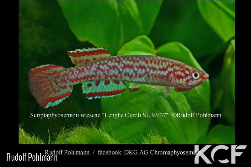 Scriptaphyosemion wieseae Lenghe-Curoh SL 93-37 male adulte 