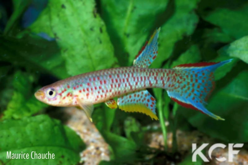 Aphyosemion chauchei 20km Est Etoumbi-Makoua RPC 78-130 male adulte 