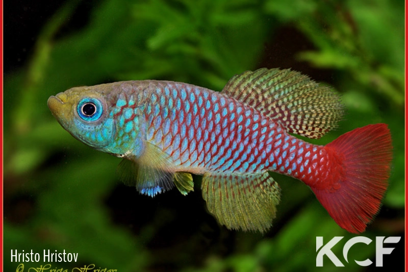 Nothobranchius foerschi Ruvu TZ 91-103 male adulte 