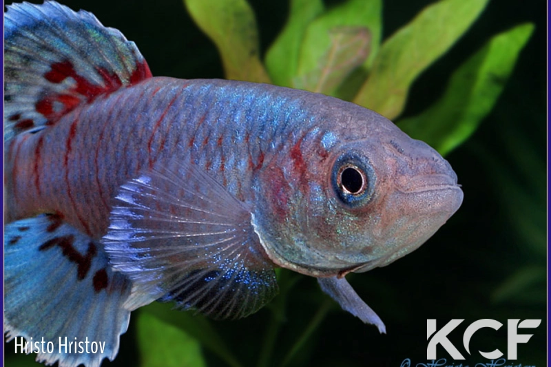 Nothobranchius eggersi Bagamoyo TZH 05-03 male adulte 