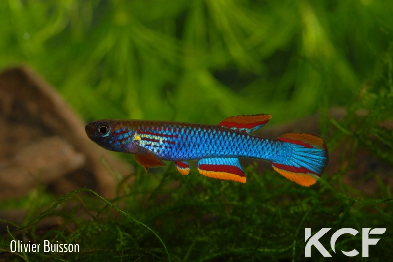 Aphyosemion coeleste Malinga GJS 00-13 male adulte 