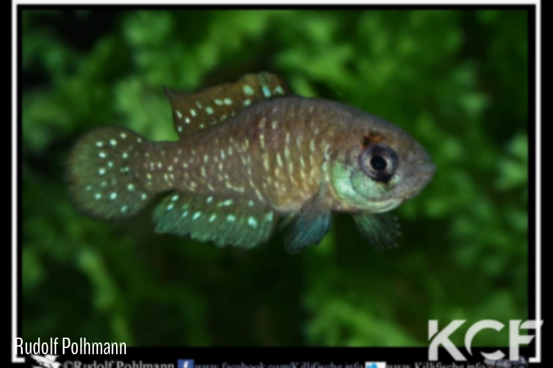 Austrolebias cyaneus Rio Pardo male adulte 