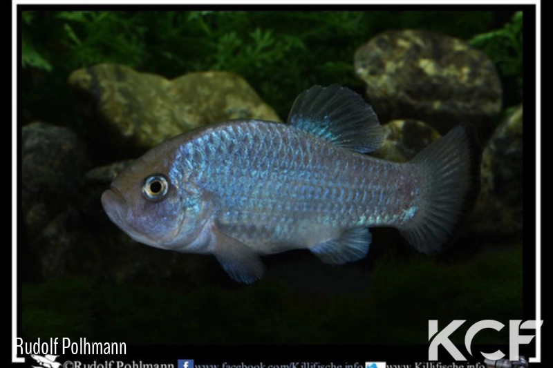 Cyprinodon alvarezi El Potosi 1982 male adulte 