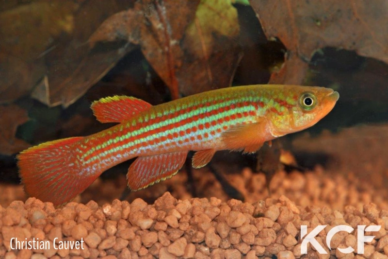 Aphyosemion escherichi Dolisie FCCO 13-14 male adulte 