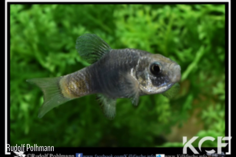 Cyprinodon simus  male adulte 