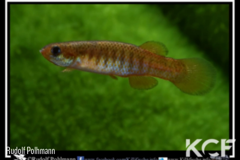 Fundulus cingulatus 3 mile Creek male adulte 