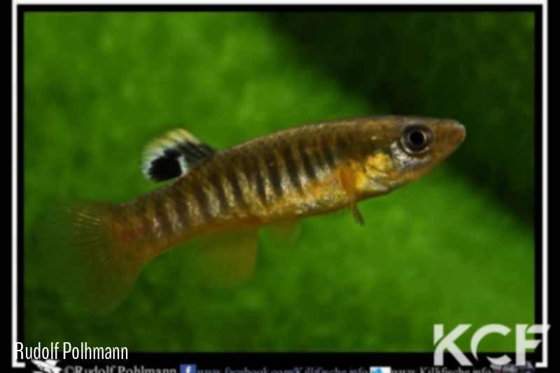 Fundulus luciae Little-River SC male adulte 