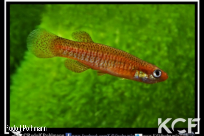 Fundulus rubrifons Fargo male adulte 