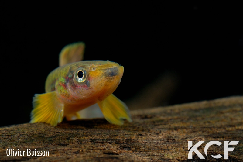 Aphyosemion franzwerneri Ndokndak ADL 13-49 male adulte 