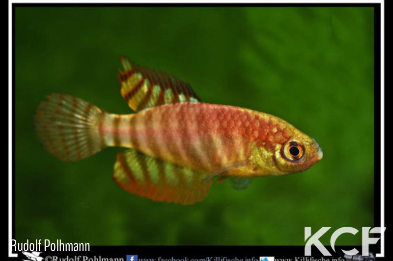 Hypsolebias alternatus  male adulte 