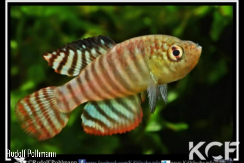 Hypsolebias fasciatus Unai NP 07-03 TT male adulte 