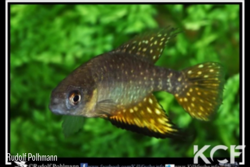 Hypsolebias mediopapillatus Pindai male adulte 