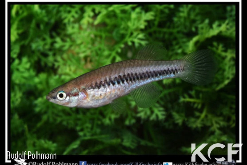 Lacustricola katangae Divundu NA K 2011 male adulte 