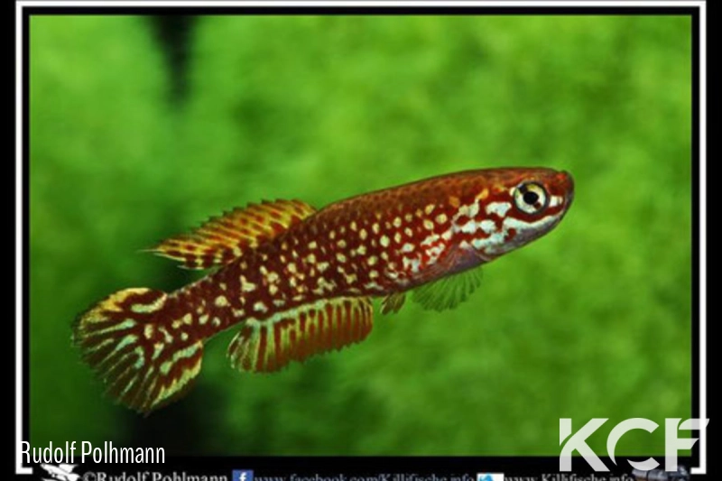 Leptopanchax aureoguttatus  male adulte 