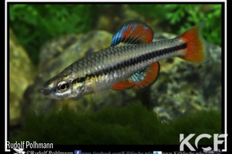 Lucania goodei Manatee Spring Field male adulte 