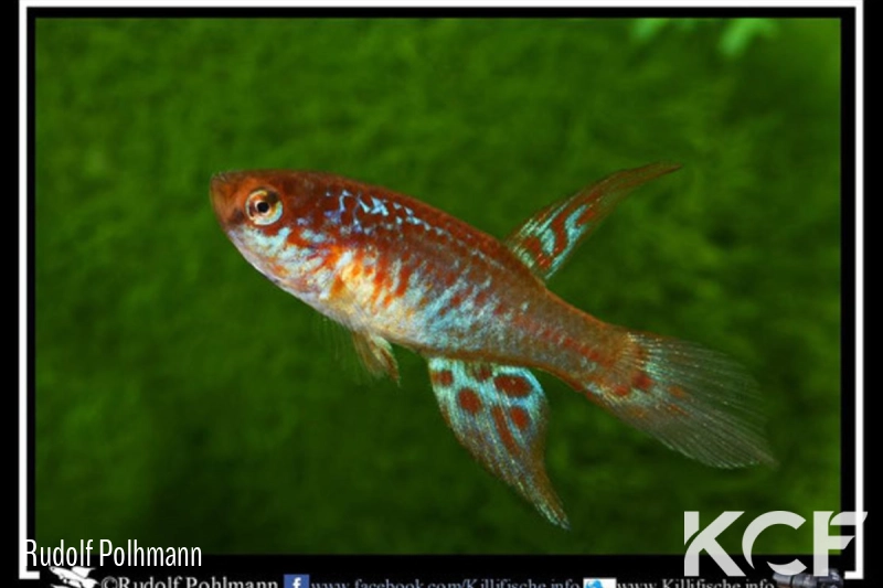 Maratecoara lacortei Nova Nazare HVP 16-09 male adulte 