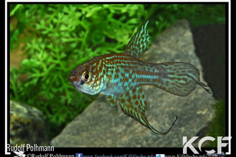 Maratecoara splendida  male adulte 