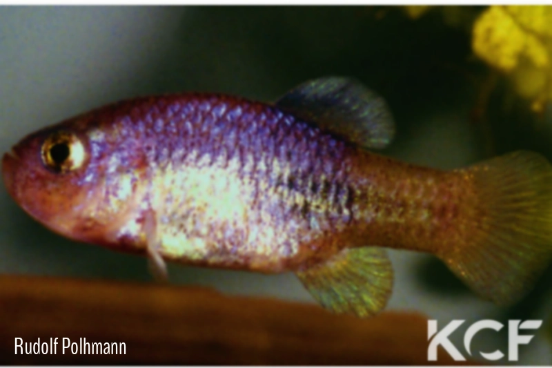 Megupsilon aporus  male adulte 