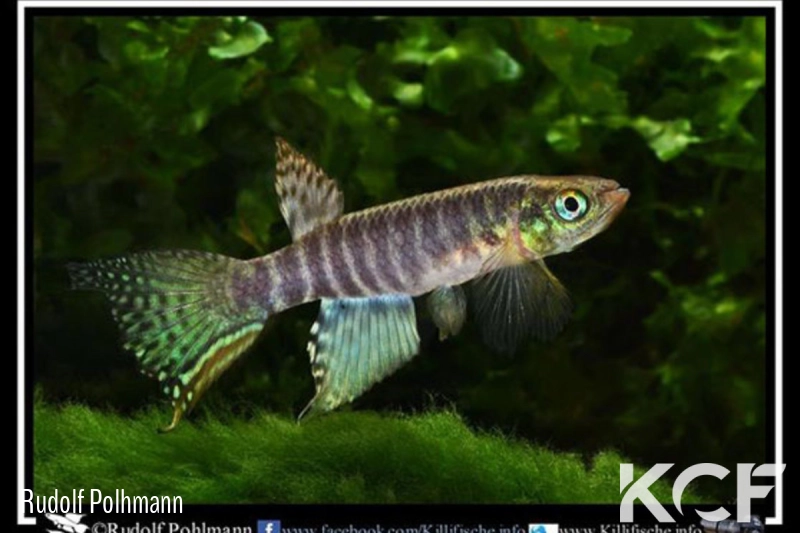 Aphyolebias peruensis  male adulte 