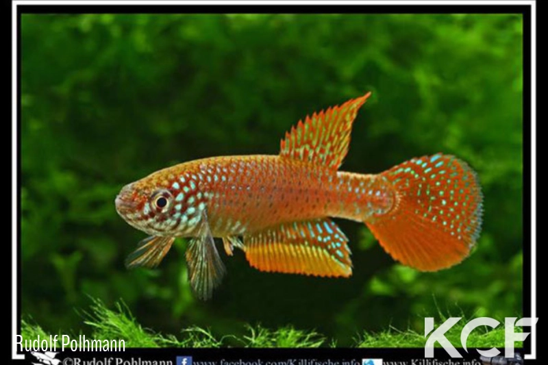 Nematolebias catimbau Sampaio Correia G 15-01 male adulte 