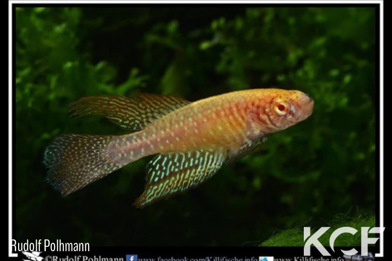 Nematolebias papilliferus Inoa Albino male adulte 