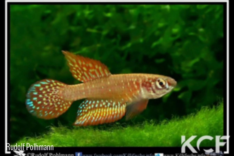 Nematolebias whitei BSJ 15-03 male adulte 