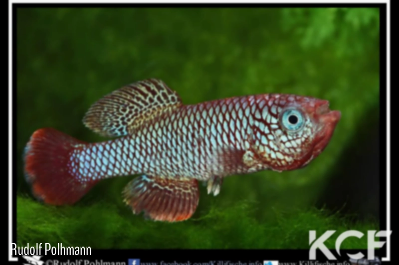 Nothobranchius boklundi Luangwa Valley ZAM 09-02 male adulte 