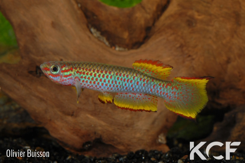 Aphyosemion marginatum Bengui 1-2 GJS 00-29 male adulte 