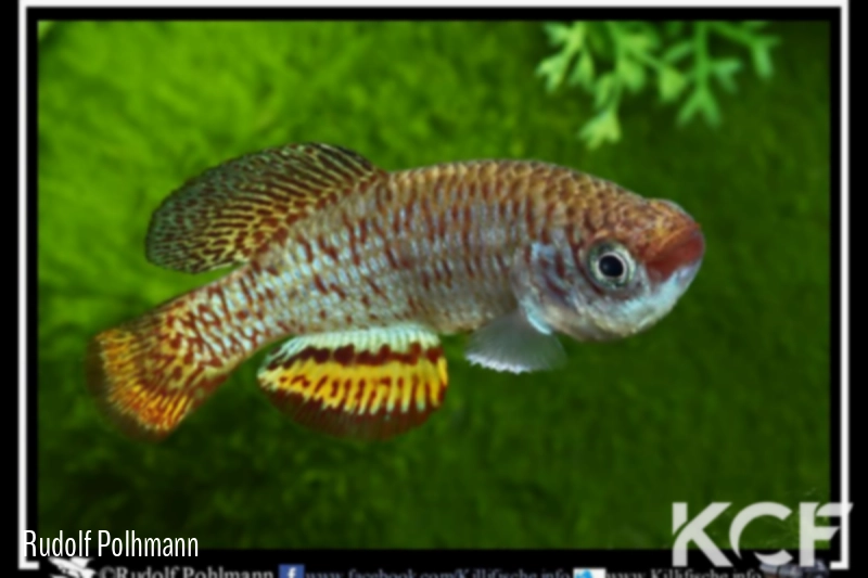 Nothobranchius hassoni Mwashya DR Congo 2010 male adulte 