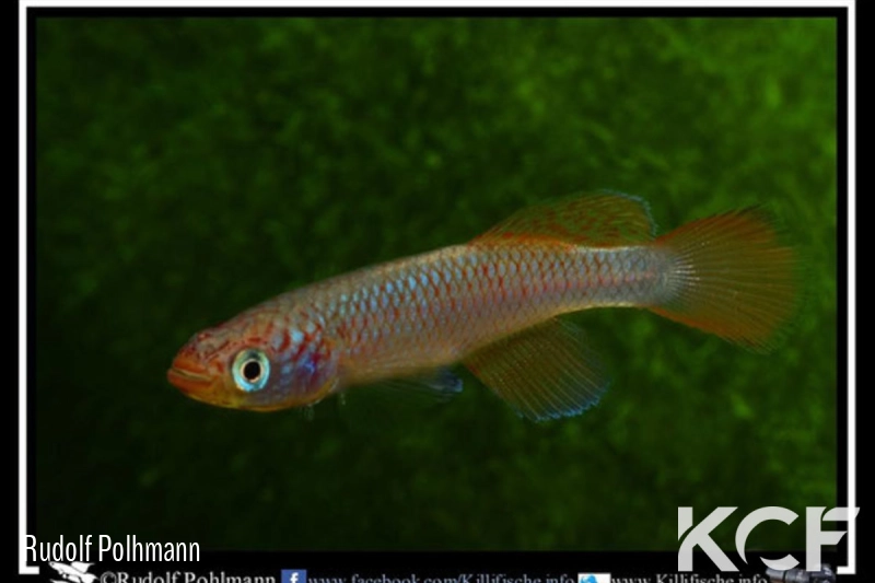 Nothobranchius lucius Ruhoi River TZN 09-10 male adulte 