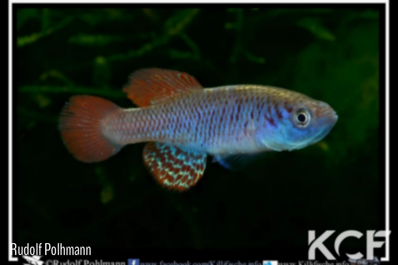 Nothobranchius attenbouroughi Mugeta TAN 93-17 male adulte 