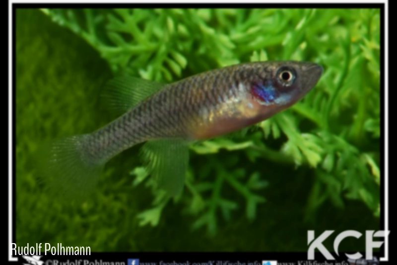 Nothobranchius vosseleri Makaka TNKS 13-35 femelle adulte 