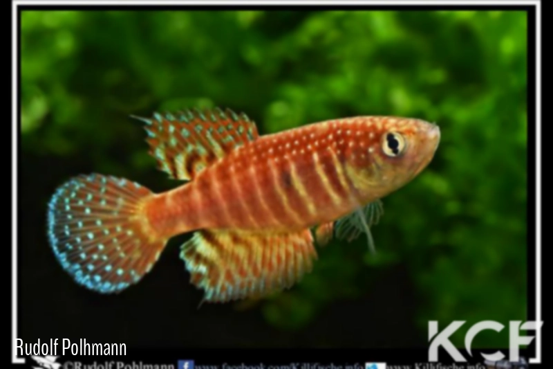 Ophtalmolebias suzarti Sud Bahia male adulte 